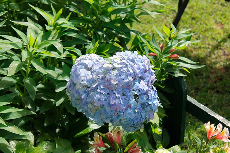 Hortensia Azul